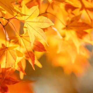 Oznam - zmena prevádzky počas jesenných prázdnin